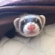 ひるひる