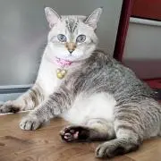 たろうの画像
