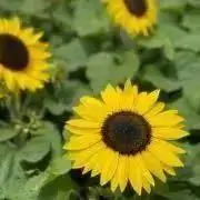 maa--ままの画像