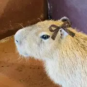 カピバラ子の画像