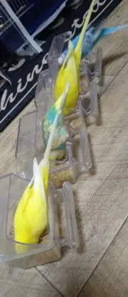 なみごんの画像
