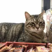 Kuruの画像