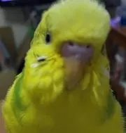 かえるの画像