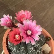 花〜白の画像
