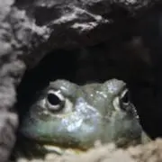ヒロの画像