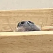 たの画像