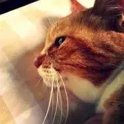 ねこまる