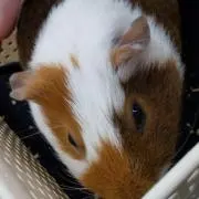 スケボーハマってる
