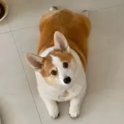 gigiの画像