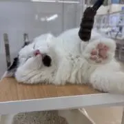 ひなの画像