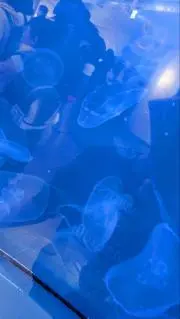 きなこの画像