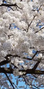 さくらの画像