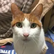 ⭐️やせねこ⭐️の画像