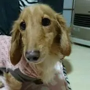 ももちゃん