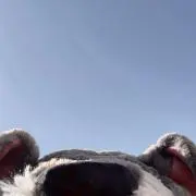 ぴな子の画像