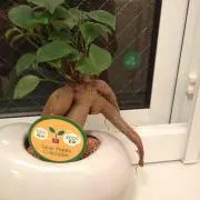 しん