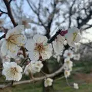 krnの画像