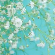 orimama★の画像