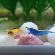 kotetuの画像