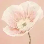 わん【即購入OK】の画像