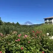 ミルクローズの画像
