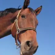 AJの画像
