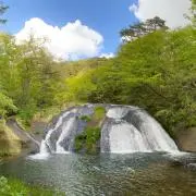 シゲの画像