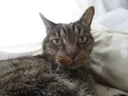 りゆうすの画像