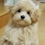 まつの画像