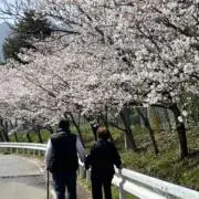米寿の画像