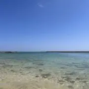 アメーバの画像