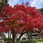 チュポーの画像