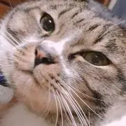 うさぎ