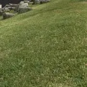 いるかの画像