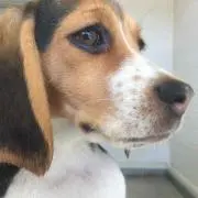 もさもさのもさ