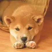、の画像