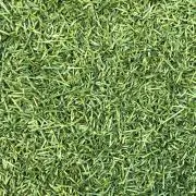 はらっぱの画像