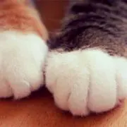 ぱんだ