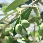 OLIVEの画像