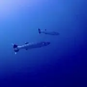 バラクーダの画像