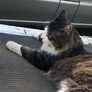 すずっこの画像