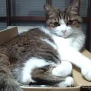 あやかの画像