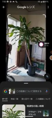 パキラの部屋
