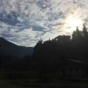 さくら
