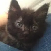 マルケの画像