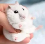 うにの画像