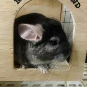N.の画像