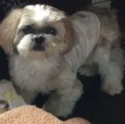 梅吉