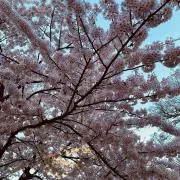 cocoの画像