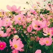 よっこの画像